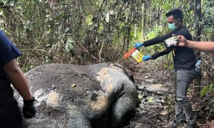 Gajah Sumatera Ditemukan Mati di Riau, Dugaan Perburuan Ilegal