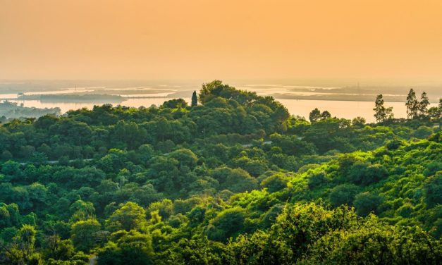 Hutan Tropis Kian Kepanasan, Daya Serap Karbon Terancam