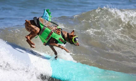 Kejuaraan Surfing Anjing Dunia 2026 Hadirkan Aksi Unik Taklukkan Ombak California