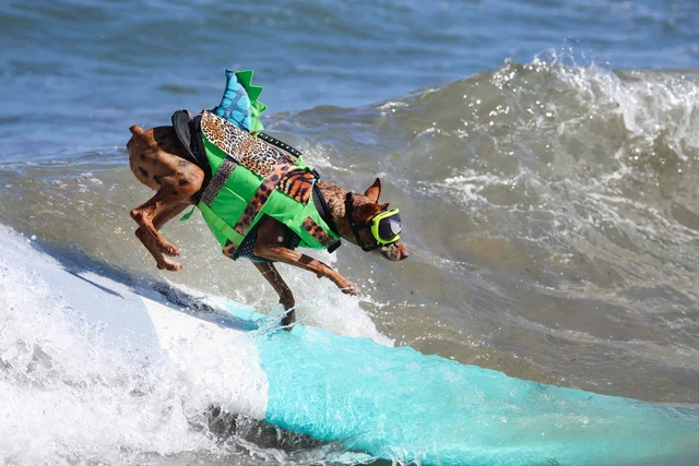 Kejuaraan Surfing Anjing Dunia
