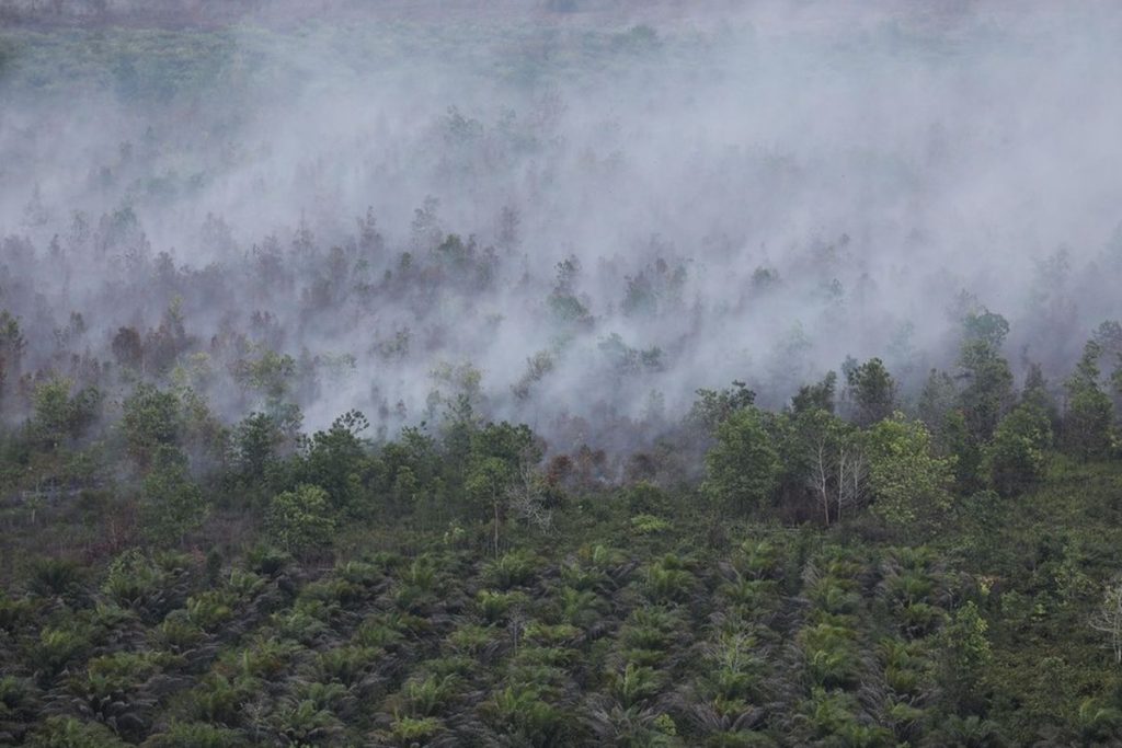 KLH mengusut 19 perusahaan terkait kebakaran hutan dan lahan di Kalimantan dan Sumatera