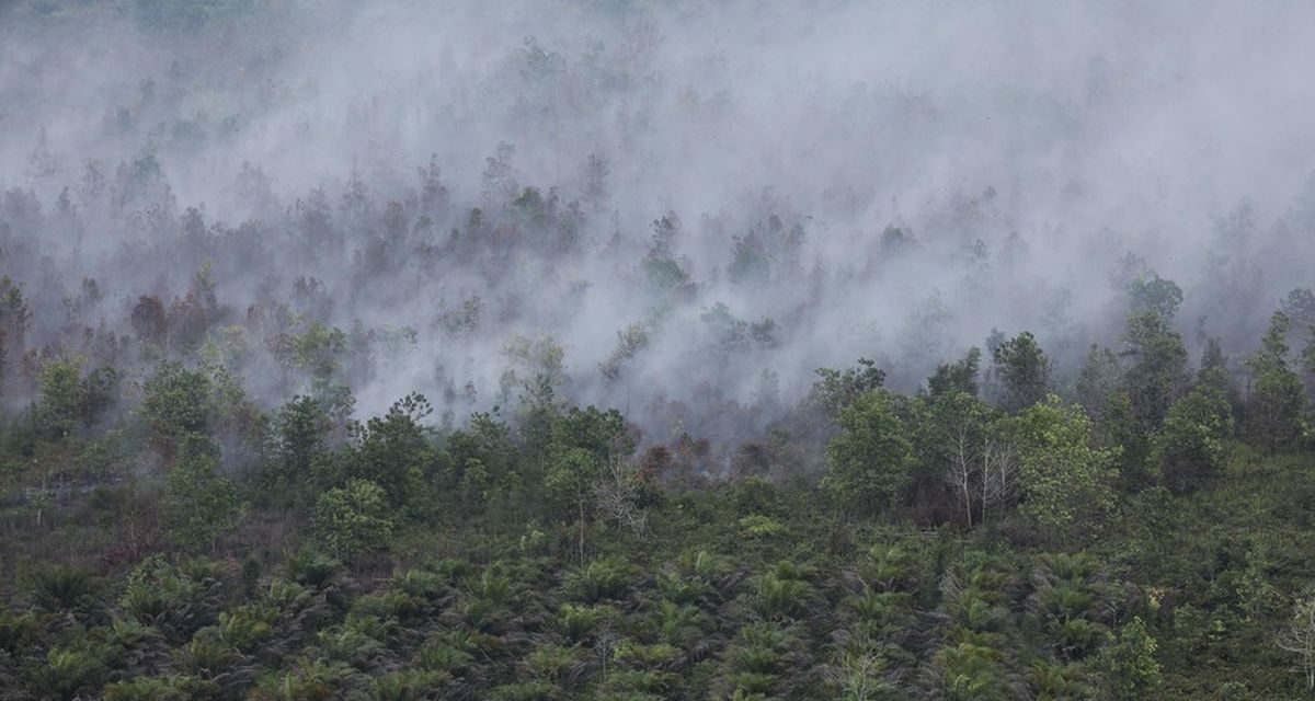 KLH Usut 19 Perusahaan Terkait Karhutla di Kalimantan dan Sumatera