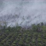KLH Usut 19 Perusahaan Terkait Karhutla di Kalimantan dan Sumatera