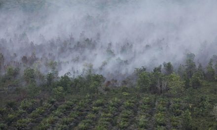 KLH Usut 19 Perusahaan Terkait Karhutla di Kalimantan dan Sumatera
