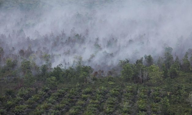 KLH Usut 19 Perusahaan Terkait Karhutla di Kalimantan dan Sumatera